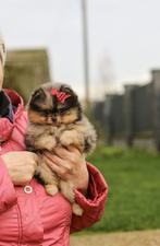 Pomeriaan | Pomeranian | Puppy | Reutje | Stamboom | Beertje, Dieren en Toebehoren, Honden | Poolhonden, Keeshonden en Oertypen