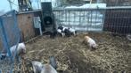 12 Biggen te koop. Husumer x Bentheimer, Meerdere dieren, Varken, 0 tot 2 jaar