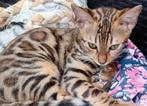 Bengaal poesje, Dieren en Toebehoren, Katten en Kittens | Raskatten | Korthaar, Meerdere dieren, Gechipt, 0 tot 2 jaar
