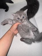 LAATSTE Britse Korthaar Kitten, Meerdere dieren, Kortharig, 0 tot 2 jaar