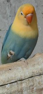 Opaline turquoise/dilute fischeri, Dieren en Toebehoren, Vogels | Parkieten en Papegaaien, Geslacht onbekend, Dwergpapegaai of Agapornis