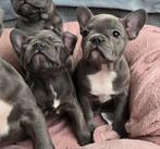 Franse bulldog pups ( NL nest ), Dieren en Toebehoren, Honden | Bulldogs, Pinschers en Molossers, Parvo, Overige rassen, 8 tot 15 weken