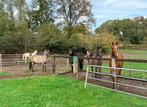 1 plekje vrij op paddock paradise Zeddam, Dieren en Toebehoren, Stalling en Weidegang, 4 paarden of pony's of meer