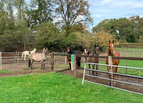 1 plekje vrij (voor ruin) op paddock paradise Zeddam, Dieren en Toebehoren, Stalling en Weidegang, 4 paarden of pony's of meer