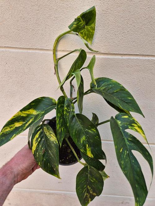 Epipremnum pinnatum Cintho Goldfinger p17 (12), Huis en Inrichting, Kamerplanten, Overige soorten, Minder dan 100 cm, Ophalen of Verzenden