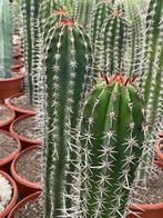 Cactus Pachycereus Pecten-Aboriginum potmaat 30 cm., Ophalen of Verzenden, Minder dan 100 cm, Bloeiende kamerplant, Volle zon