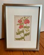 🌺 VINTAGE bloemen prent Frans kruiden plaatje decoratie, Minder dan 50 cm, Gebruikt, Ophalen of Verzenden, Print