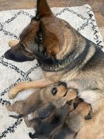 Herder pups, Dieren en Toebehoren, Honden | Herdershonden en Veedrijvers, 8 tot 15 weken, Meerdere, Meerdere dieren, Herder