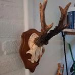 Taxidermie,Taxidermy  "ree gewei 6 ender" op schild, Verzamelen, Dierenverzamelingen, Ophalen of Verzenden, Gebruikt, Hert, Gewei of Kop