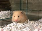 Goudhamster | Jonge diertjes | Goed tam te maken, Dieren en Toebehoren, Knaagdieren, Hamster, Vrouwelijk, Tam, Oktober