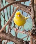 Kanarie '25, Dieren en Toebehoren, Vogels | Kanaries, Geslacht onbekend, Kleurkanarie