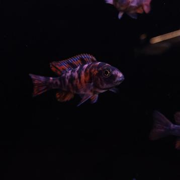 Aulonocara sp. red blotched beschikbaar voor biedingen