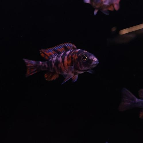 Aulonocara sp. red blotched, Dieren en Toebehoren, Vissen | Aquariumvissen, Zoetwatervis, Vis, Schoolvis
