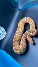 Phantom Ultramel 100% piebald Vrouwtje, Dieren en Toebehoren, Slang, 0 tot 2 jaar