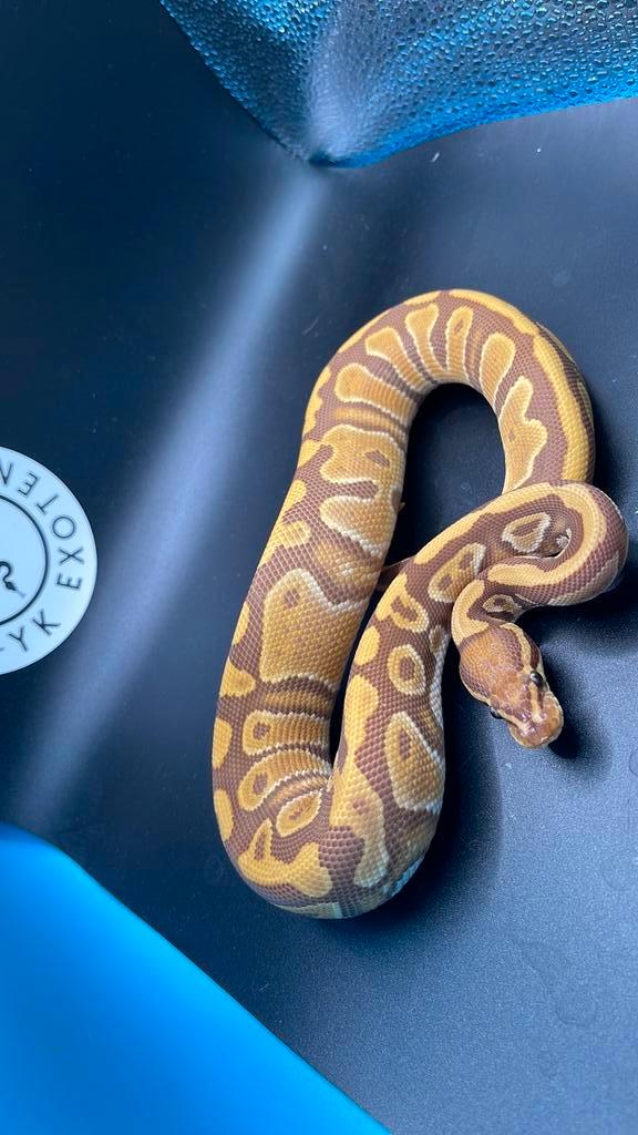 Phantom Ultramel 100% piebald Vrouwtje