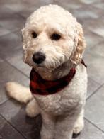 Dek reu goolden labradoodle, Dieren en Toebehoren, Rabiës (hondsdolheid), Reu, Eén hond, 3 tot 5 jaar