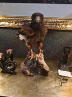 Opgezette woestijnbuizerd ook wel een harris genoemd., Mannelijk