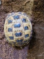 Vierteen landschildpad, Dieren en Toebehoren, 0 tot 2 jaar