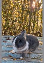 Prachtig lief dwergkonijntje ventje circa 4 maandjes jong!, Mannelijk, Dwerg, 0 tot 2 jaar