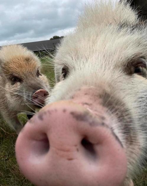 Mini varken 2 jaar oud! Super tam!, Dieren en Toebehoren, Schapen, Geiten en Varkens, Varken, Vrouwelijk, 0 tot 2 jaar