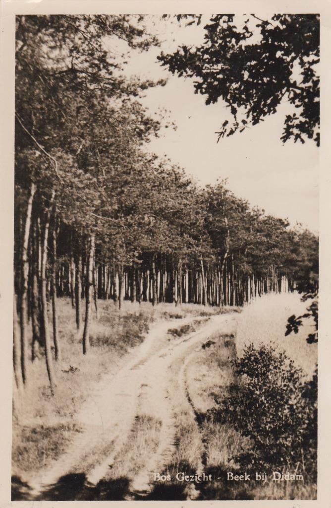 beek-didam  bosgezicht, Verzamelen, Ansichtkaarten | Nederland, Gelderland, Voor 1920, Ophalen of Verzenden