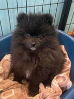 Een prachtige pomeriaan/dwergkees pup💙reu)., Keeshond, 8 tot 15 weken, Parvo, Meerdere