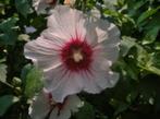 Hibiscus Pink Passion & Joly Heart (8 stuks), Ophalen of Verzenden, Overige soorten, Struik, Minder dan 100 cm