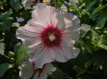 Hibiscus Pink Passion & Joly Heart (8 stuks) beschikbaar voor biedingen