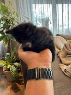 Kitten vrouwtje 8 weken, Dieren en Toebehoren, Poes