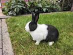 Jonge lieve Hollander konijntjes., Dieren en Toebehoren, Konijnen, Vrouwelijk, Klein, 0 tot 2 jaar