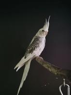 Valkparkiet man 2025, Mannelijk, Parkiet