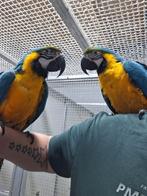 2 tamme blauwgele ara's., Dieren en Toebehoren, Vogels | Parkieten en Papegaaien