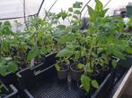 Tomaten- en paprika planten, Ophalen, Volle zon, Groenteplanten, Eenjarig