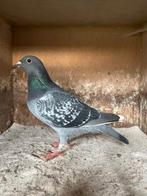 Zomerjong meerdaagse, Dieren en Toebehoren, Vogels | Duiven, Vrouwelijk, Postduif