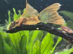 Ancistrus LDA 16 .Longfin, Dieren en Toebehoren, Vissen | Aquariumvissen, Vis, Zoetwatervis