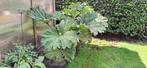 Gunnera manicate, Vaste plant, Halfschaduw, Zomer, Ophalen