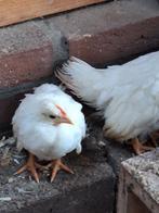 Jonge witte serama hennen (3), Dieren en Toebehoren, Pluimvee, Vrouwelijk, Kip