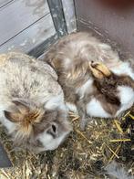 3 konijnen met 2 hokken, Dieren en Toebehoren, Meerdere dieren