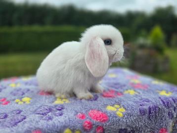 Super schattige minilopjes  beschikbaar voor biedingen