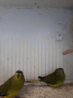 Elegant parkieten, Dieren en Toebehoren, Vogels | Parkieten en Papegaaien, Meerdere dieren, Parkiet, Geringd