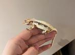 Wimpergekko lilly white pv, Dieren en Toebehoren, Hagedis, Tam, 0 tot 2 jaar