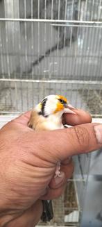 Majoor Putter man Bont komt uit egelhad  van 2023, Mannelijk, Wildzangvogel