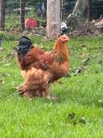 4 Brahma hanen te koop, Dieren en Toebehoren, Pluimvee, Meerdere dieren, Kip