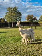 Dragende alpaca merrie met cria, Dieren en Toebehoren, Overige Dieren, Juli, Vrouwelijk