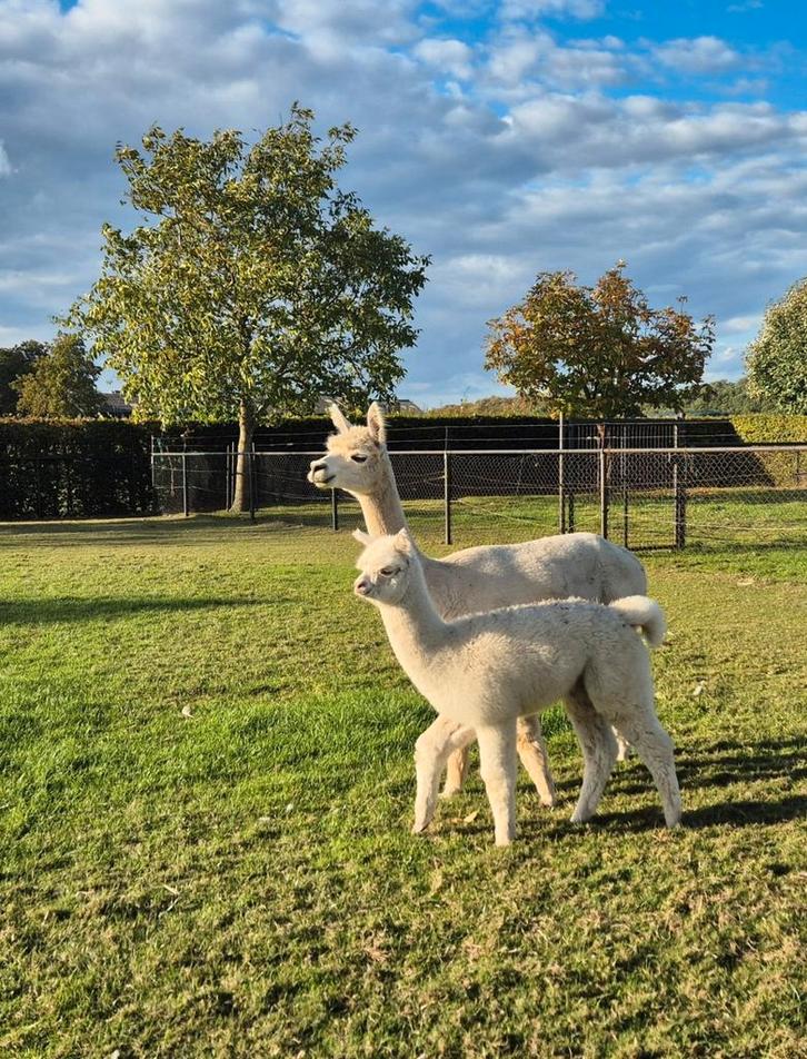 Dragende alpaca merrie met cria, Dieren en Toebehoren, Overige Dieren, Vrouwelijk, Juli