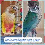 Bewezen Koppel pyrrhura te koop, Meerdere dieren, Parkiet