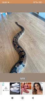 Mooie wildkleur Konings Python (ballpython), Dieren en Toebehoren, Reptielen en Amfibieën, Met terrarium, Slang, 3 tot 6 jaar