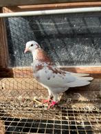 Birmingham rollers, Dieren en Toebehoren, Vrouwelijk, Tuimelaar of Roller