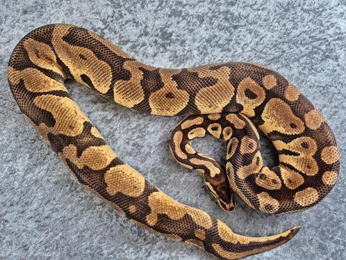 python regius bewezen kweekvrouw pastel enchi het. hypo, Dieren en Toebehoren, Reptielen en Amfibieën, Slang, 7 tot 10 jaar, Tam