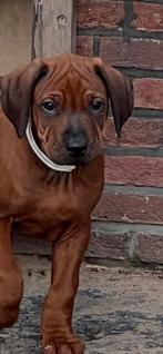Rhodesian Ridgeback pups met stamboom, Nederland, Overige rassen, CDV (hondenziekte), 8 tot 15 weken